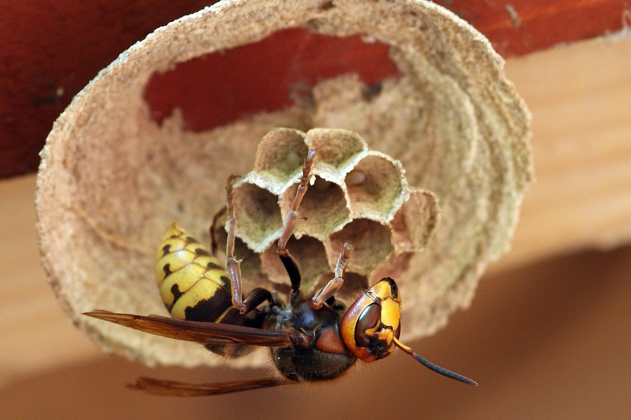 Frelon asiatique en gros plan