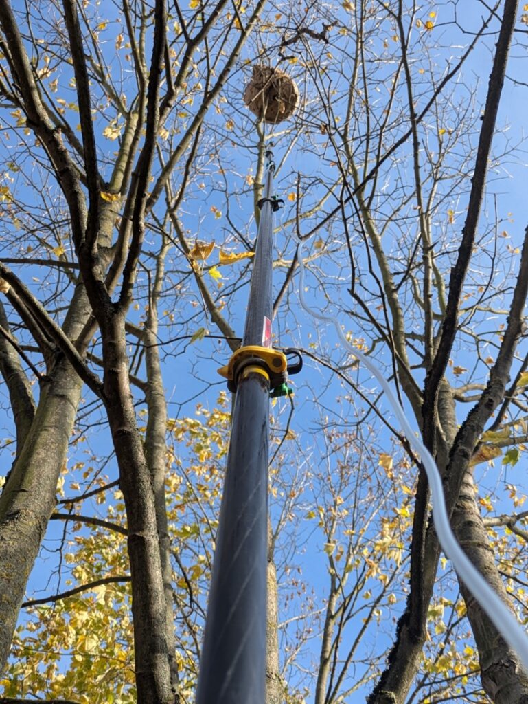 Observation et signalement d’un nid de frelon asiatique