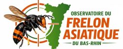 Observatoire du frelon asiatique du bas Rhin