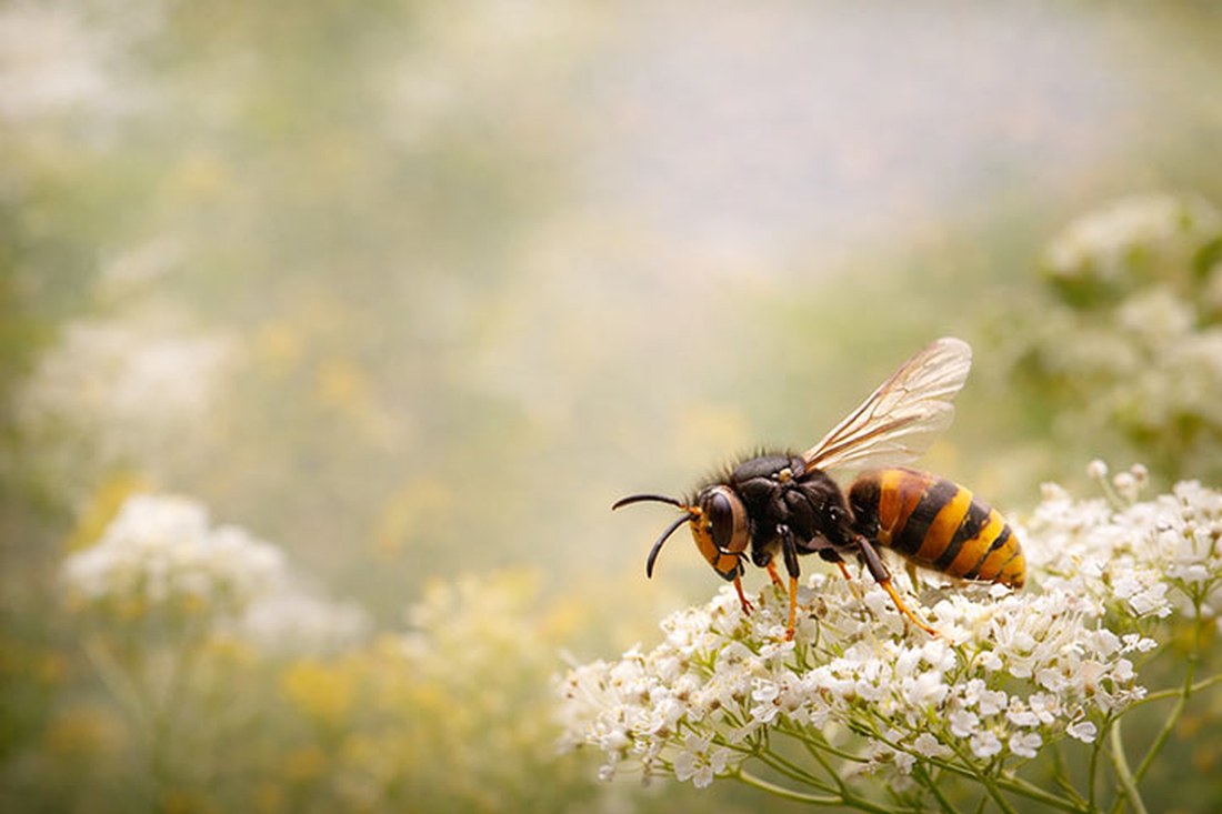 Observation du frelon asiatique en Alsace