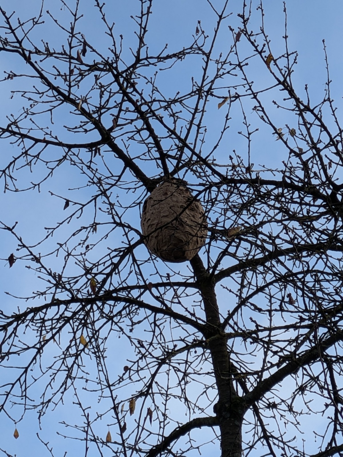 Logo de l'Observatoire du Frelon Asiatique Bas-Rhin