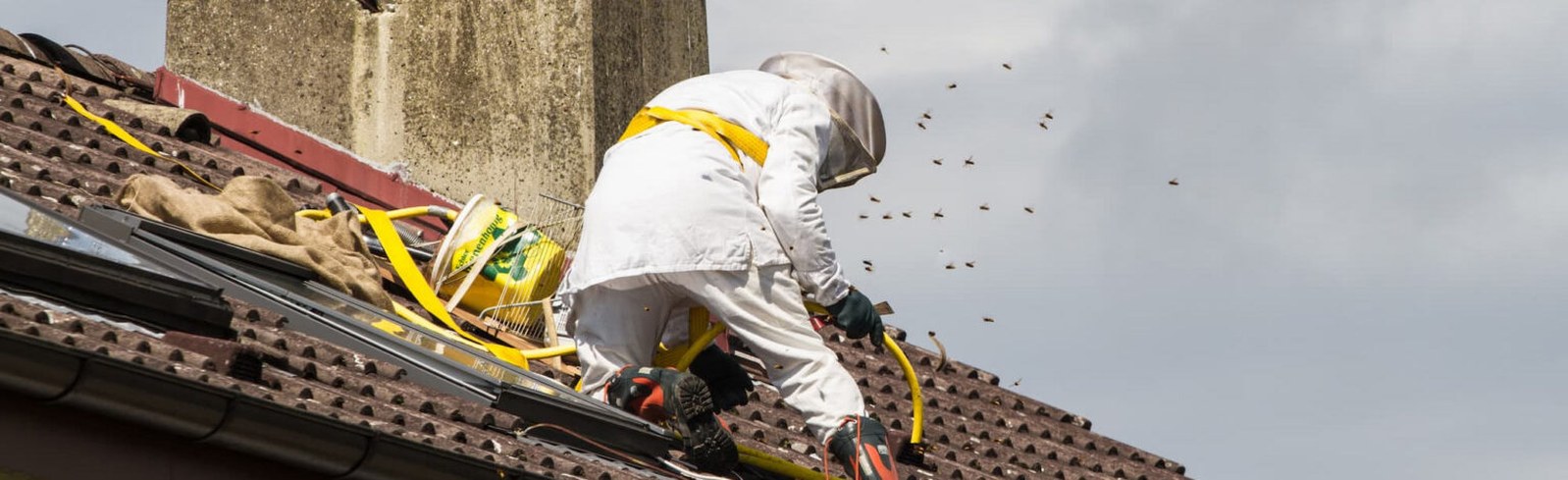 Traitement d'un nid de frelon asiatique